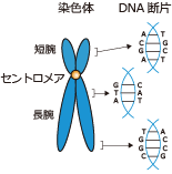 DNA片段扩增
