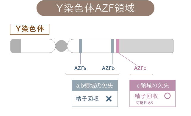 Y染色体AZF領域