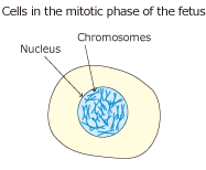 Cells in the mitotic phase of the fetus
