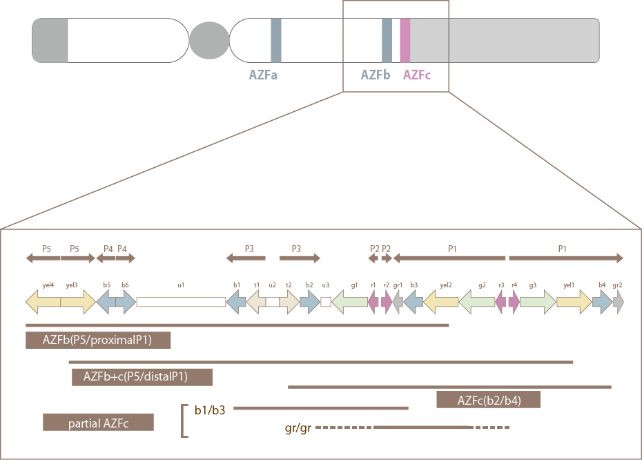 Y Chromosome Micro-deletion Analysis Test Method