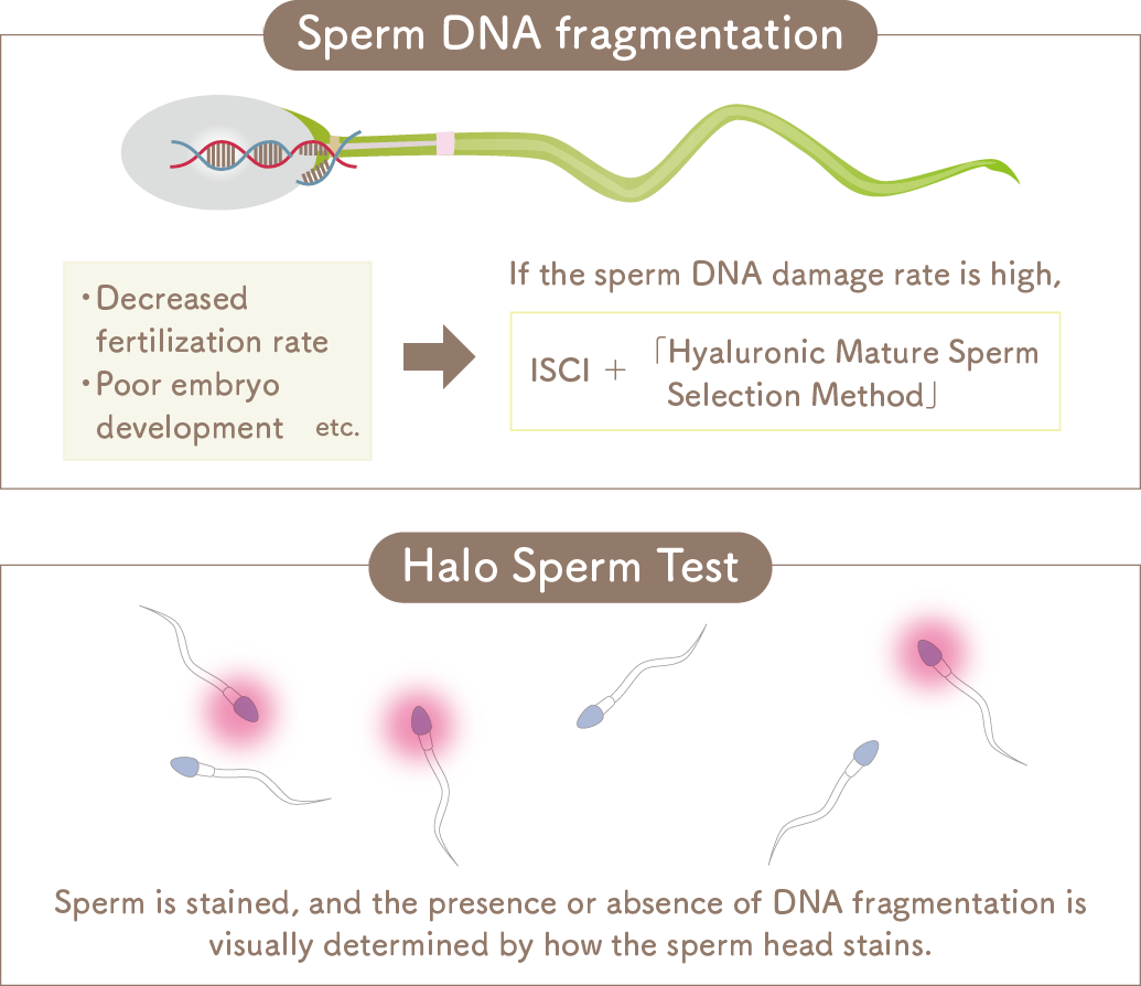 If sperm DNA is damaged