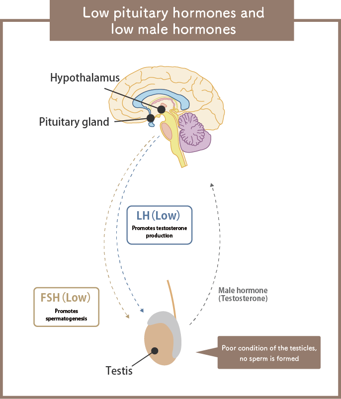Low pituitary hormones and low male hormones