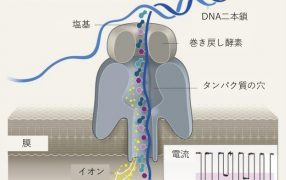 超小型次世代シーケンサーによるPGT-A(着床前スクリーニング)