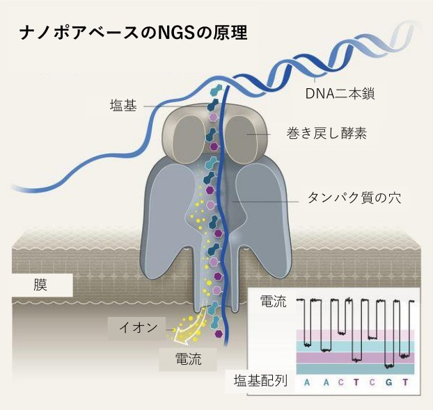 【訳アリ】GENFACTORY／GENESIS（ゲンファクトリー/ジェネシス）