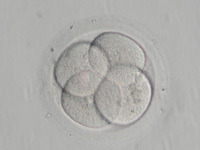 多核胚からの出産