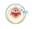 顕微授精でも受精しない場合