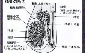 精巣上体の大きさとTESE