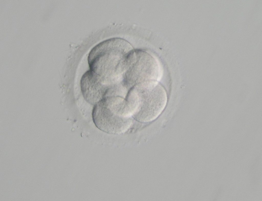 培養3日目の細胞数と妊娠成績 医療法人オーク会 不妊ブログ