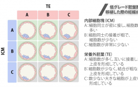 Oak Journal Review： 低グレード胚盤胞を移植した際の妊娠成績