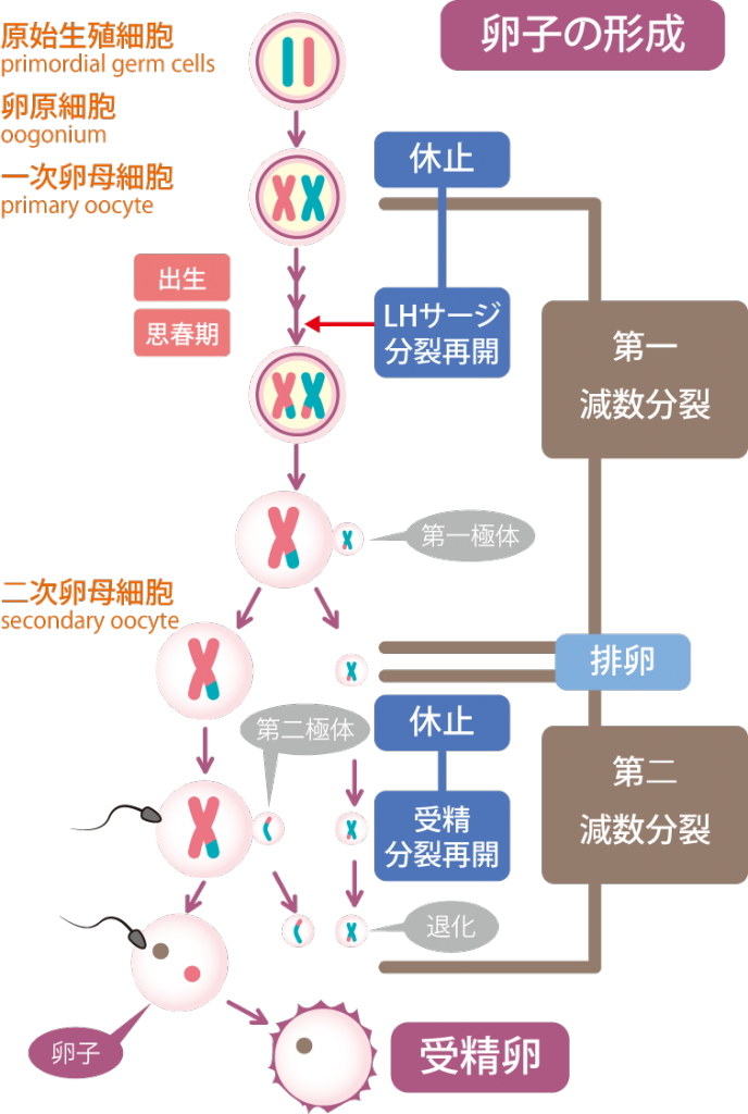 卵子の形成