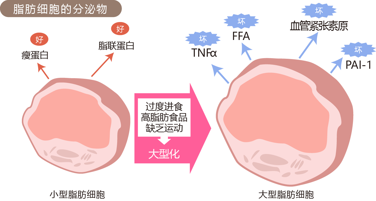脂肪细胞的分泌物