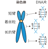 染色体和 DNA 片段的插图