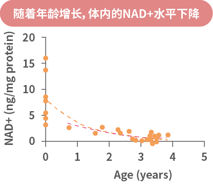 由于衰老，体内的NAD+水平下降