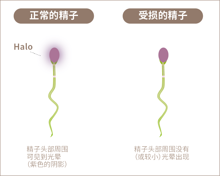 Halo Sperm测试