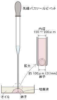 卵の裸化