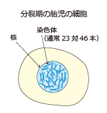 分裂期の胎児の細胞