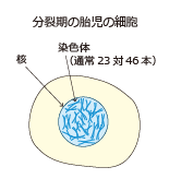 在羊水中孵育胎儿细胞