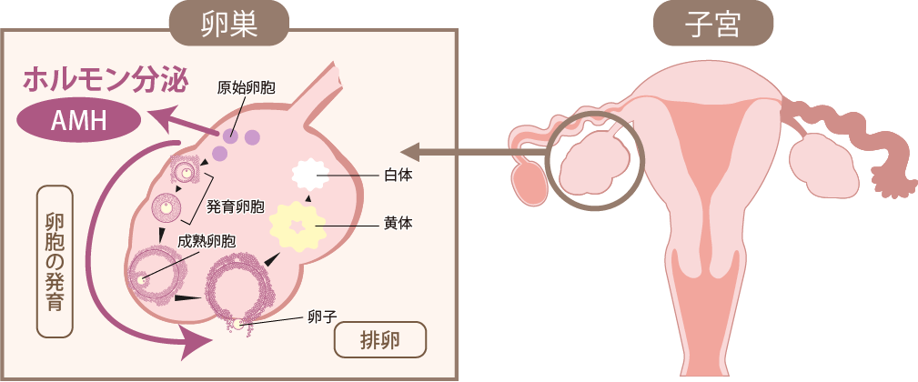 AMHとは