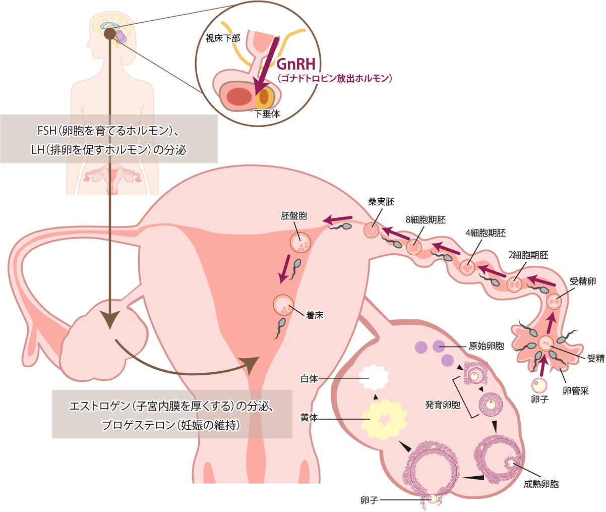 排卵のしくみ