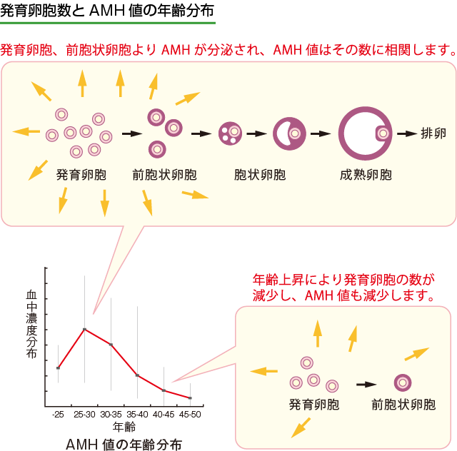 amh説明イラスト