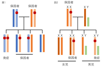 保因者図