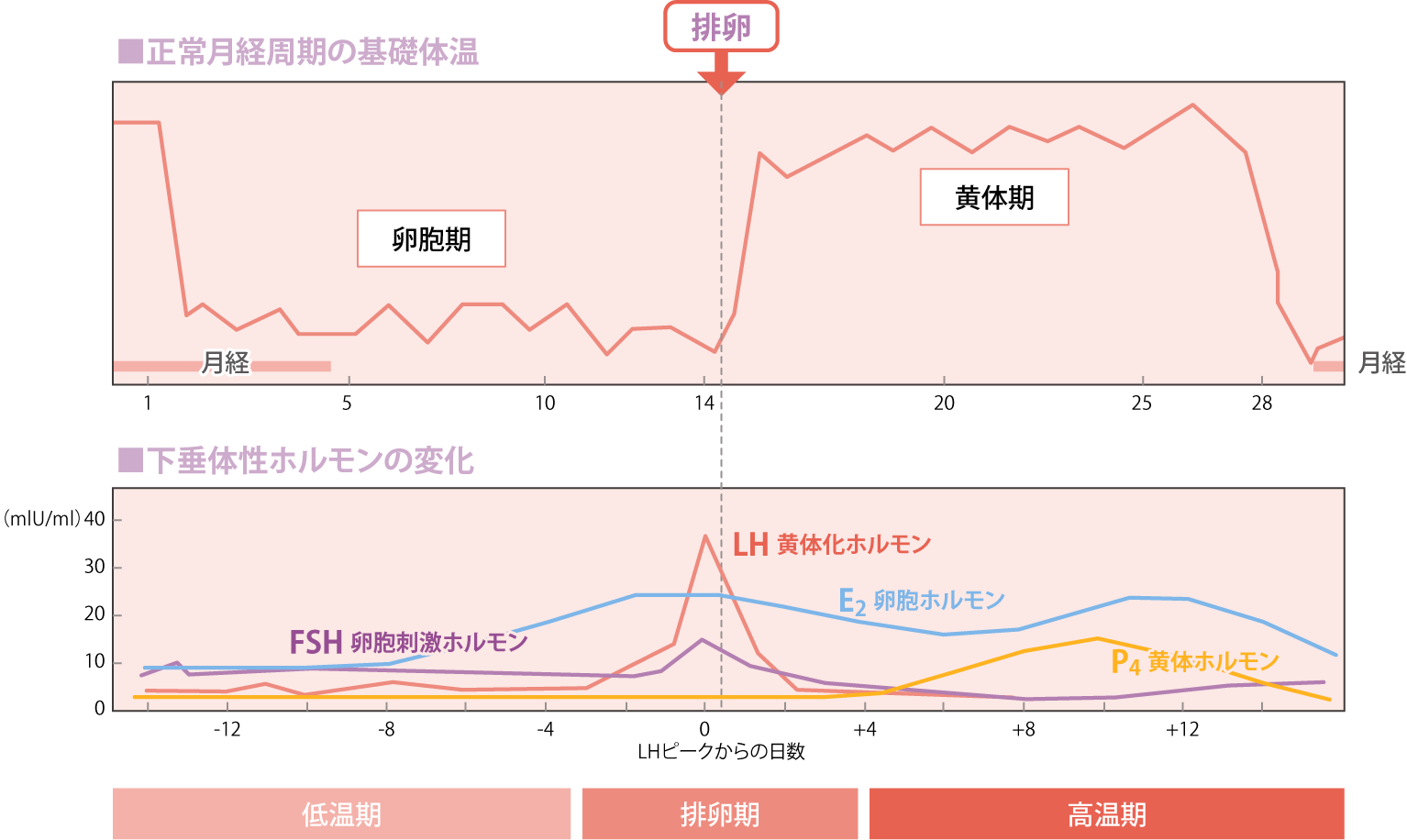 ホルモン周期