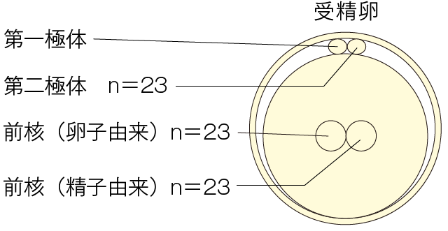 受精卵