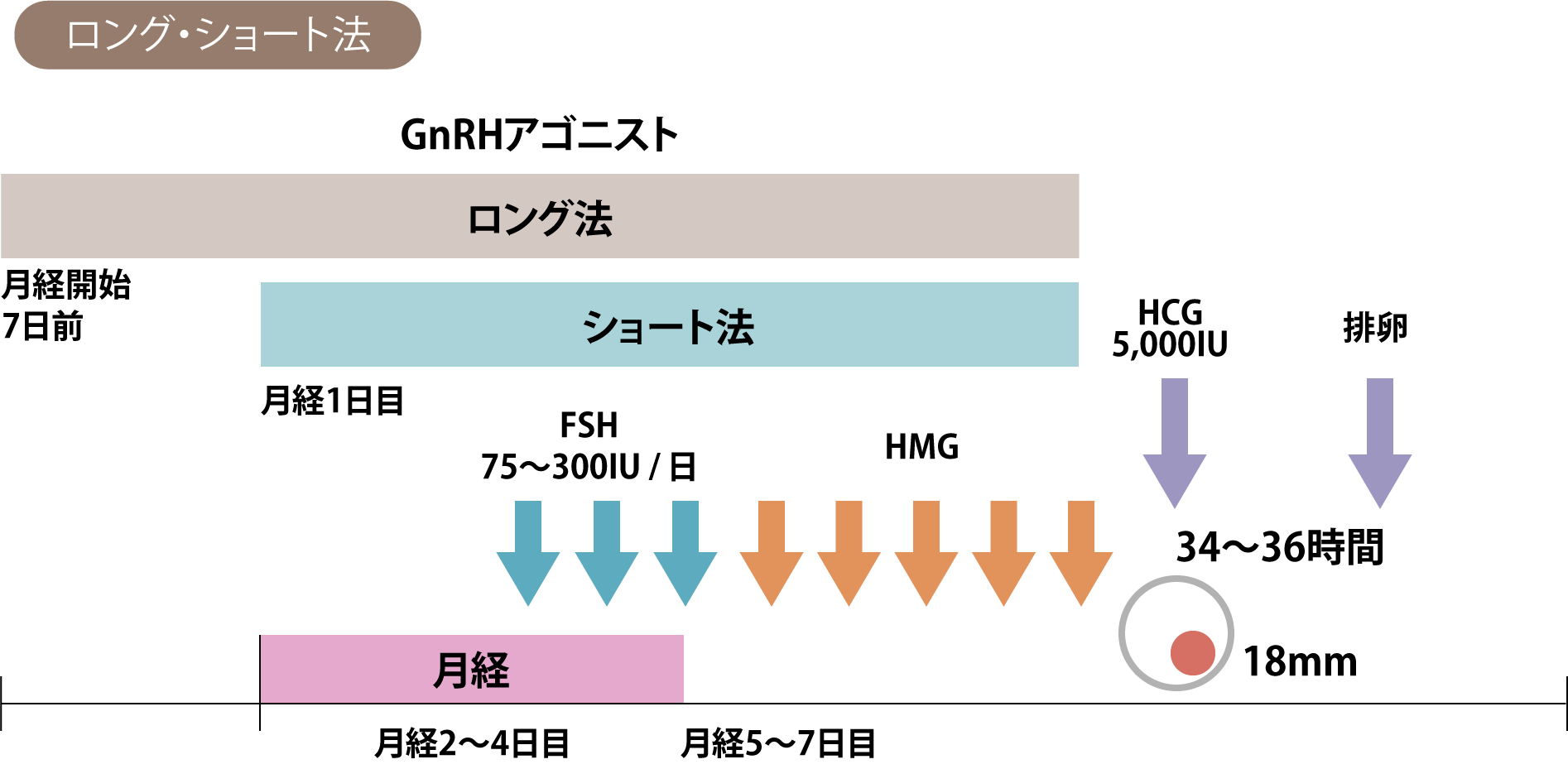 採卵 ショート法 スケジュール: 採卵 スケジュール 方法 – TYZD