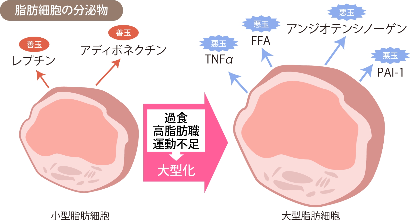脂肪細胞の分泌物
