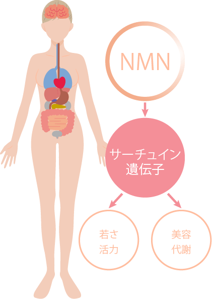 NMN点滴療法イメージ