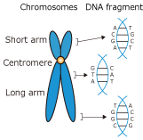 染色体とDNA断片の図