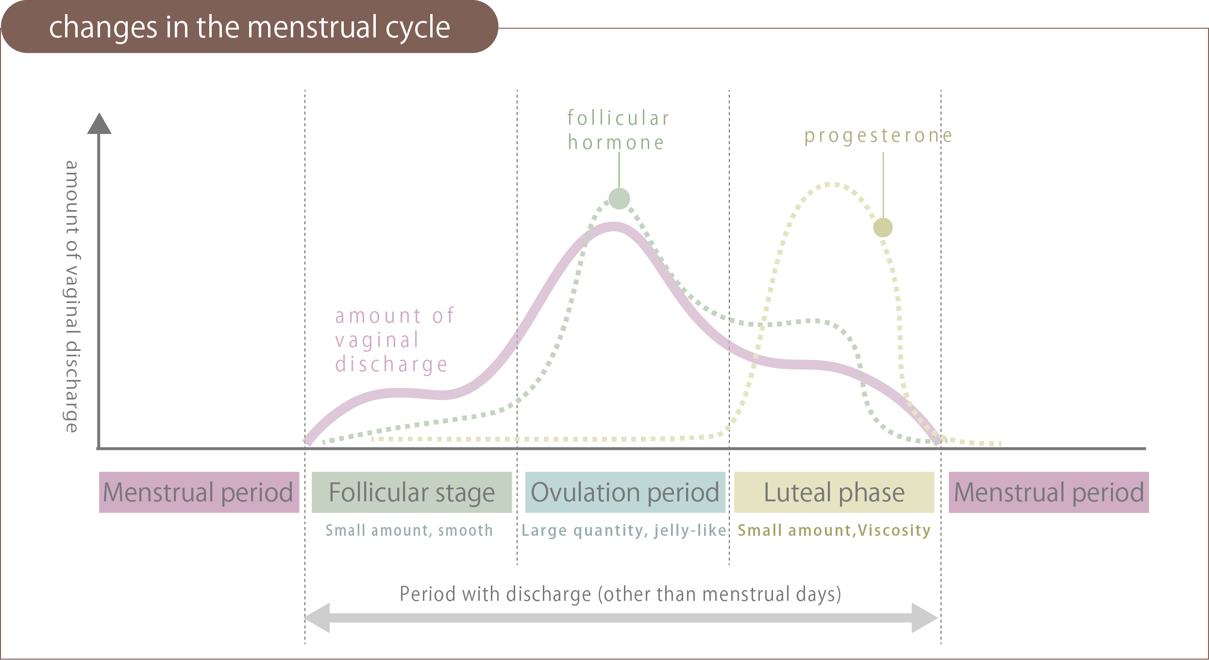changes in the menstrual cycle
