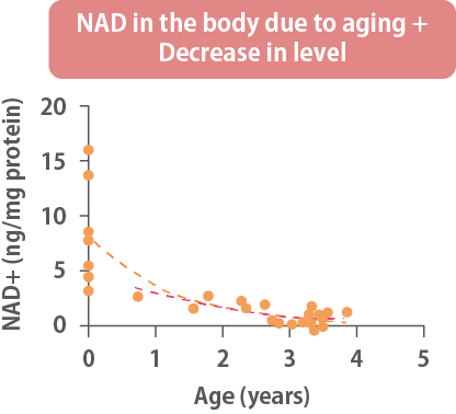 Decrease in NAD+ levels in the body due to aging