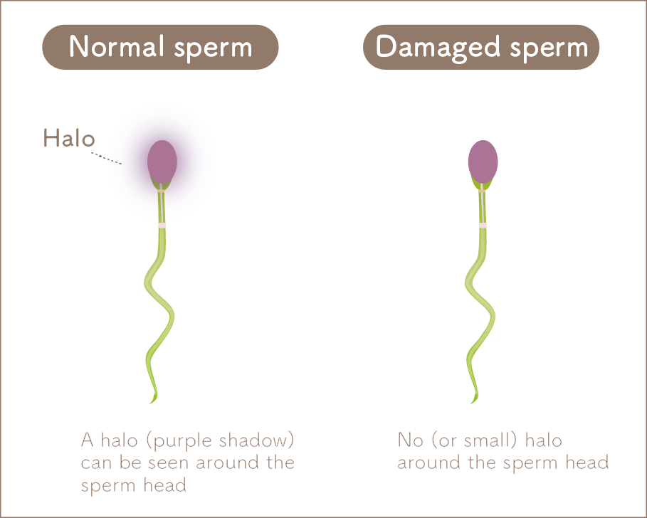 Halo Sperm Test