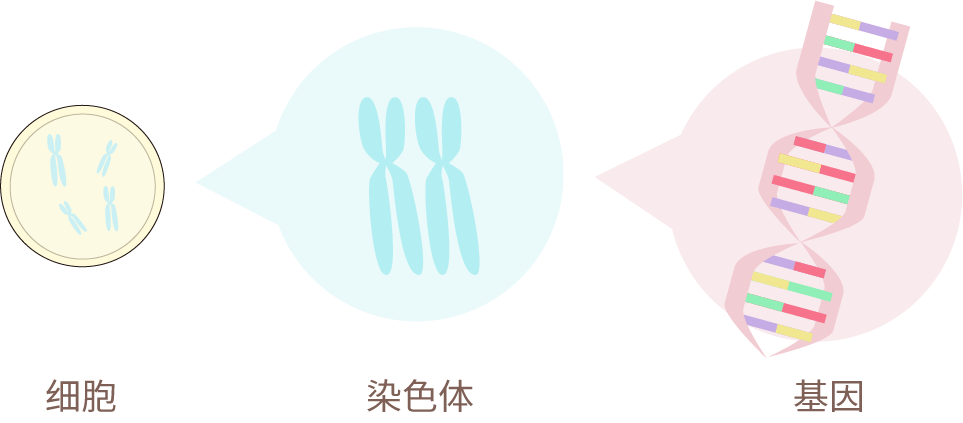 基因