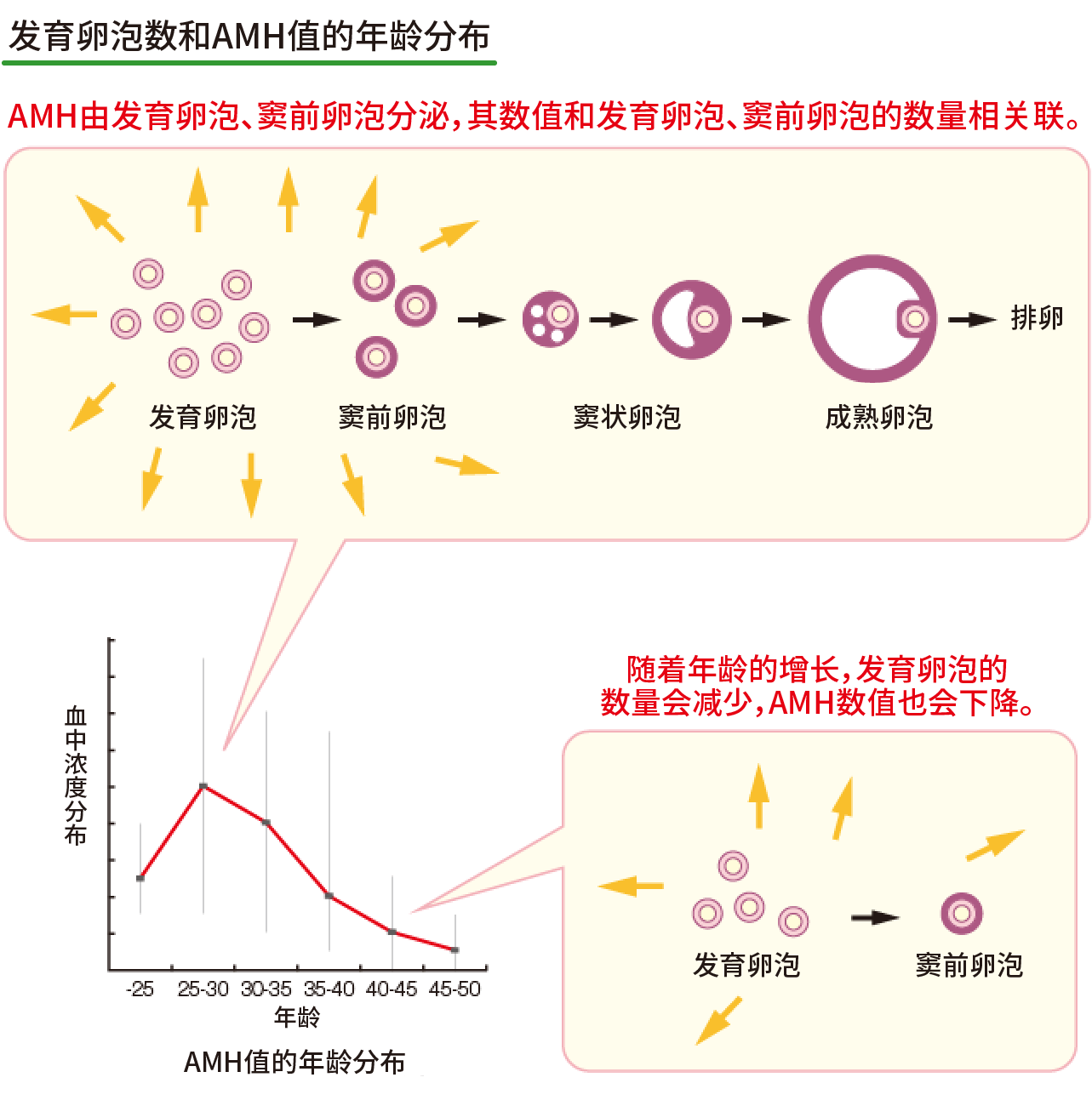 AMH説明