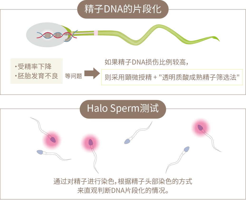如果精子的DNA受损